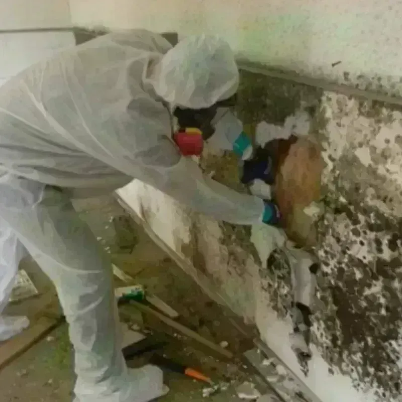 Mold Remediation and Removal in Colchester, IL